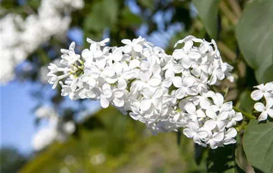 Syringa vulgaris, weiß
