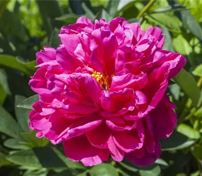 Paeonia x suffruticosa, rosa