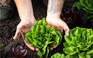 Hände mit Salat Hände mit Salat