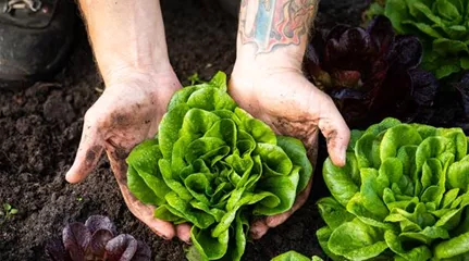Hände mit Salat Hände mit Salat