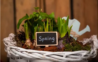 Zwiebelblüher im Korb Zwiebelblüher im Korb