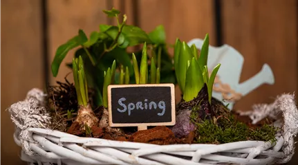 Hände mit Salat Zwiebelblüher im Korb