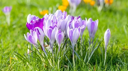 Zwiebelblüher im Korb Crocus vernus