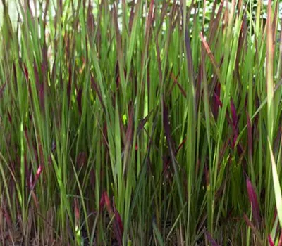 Imperata cylindrica