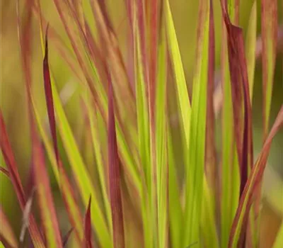 Imperata cylindrica 'Red Baron'