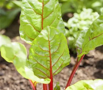 Beta vulgaris var. cicla