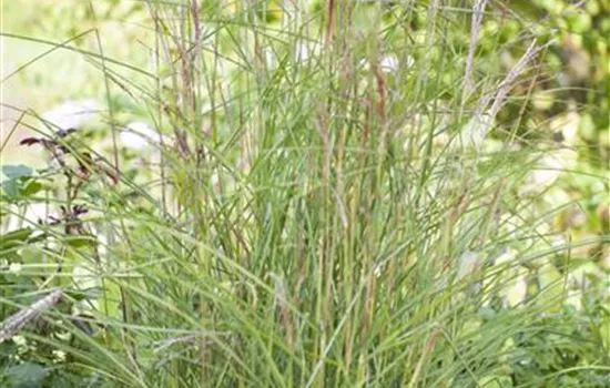 Miscanthus sinensis 'Kleine Fontäne'