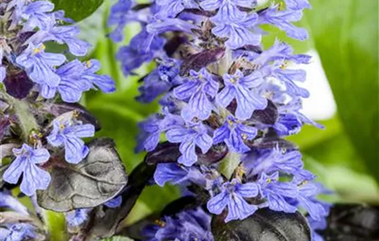 Ajuga reptans