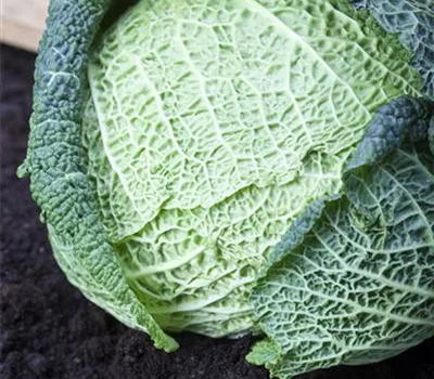 Brassica oleracea var. capitata var. sabauda