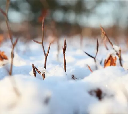 Den Garten winterfest machen