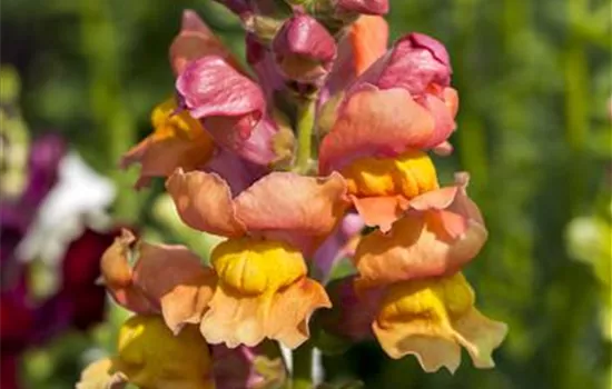 Antirrhinum majus