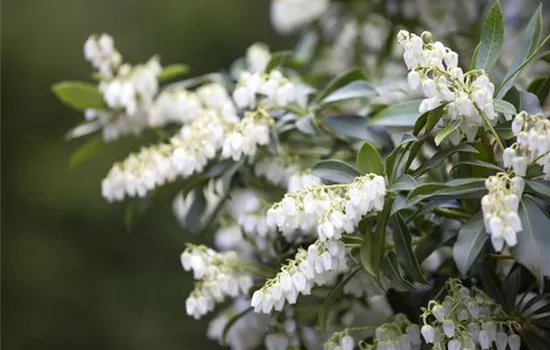 Pieris japonica