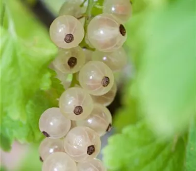 Ribes rubrum, weiß