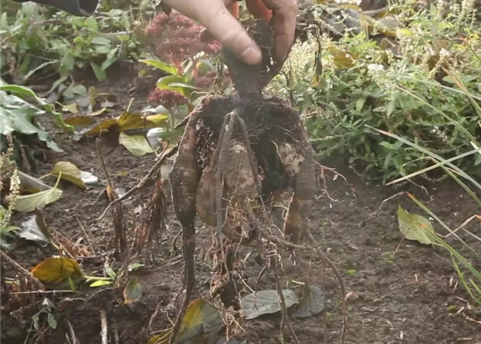 Diese Arbeiten sind jetzt im Garten noch nötig